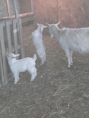 keçi satan: Ağ rəngli keçi ailəsi – ana keçi və iki balası - Cins: yerli südlük — 4