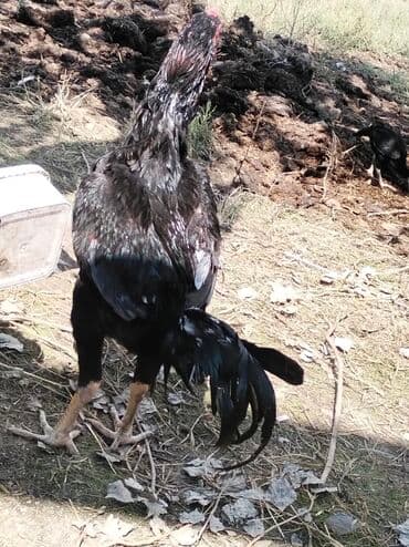 qaz yagi satisi: Heyrati 10 ayliqdi hele bana dusmeyib barterde var baxir tekliflere — 5