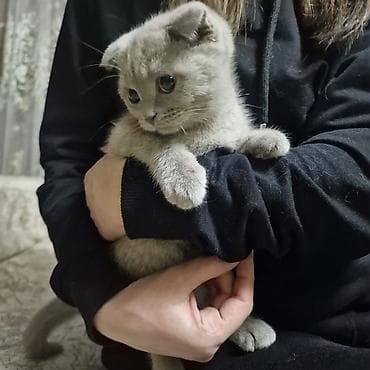 pisik sekileri: Şotland — 2