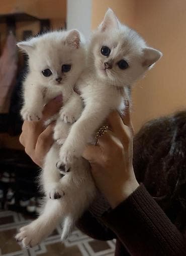 pişiy adları: Britan — 2