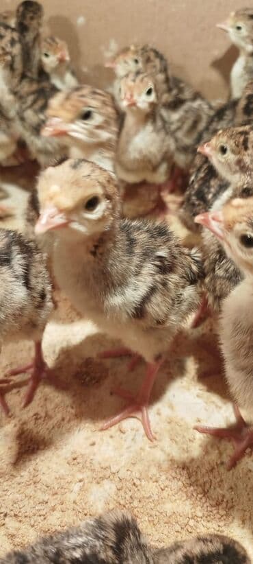 bala kirpi: Amerikan bronz hind quşu balaları satılır!!! Hər həftə çıxışımız var — 2