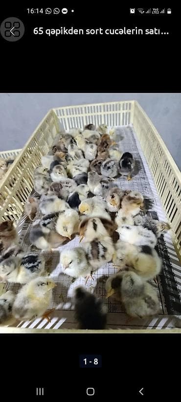 ataks cuceleri: Salam Allah herkesin coreyin versin. lider55 .Xarkov qenberi — 9