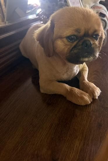 it qiz adlari: Pekines, 1 il, Erkek, Peyvəndli — 1