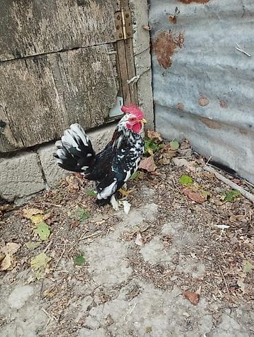 ucuz toyuq satisi: Yaponka xoruz satılır.tam sağlamdır.heyvan göz önündədir.boyu çox — 2