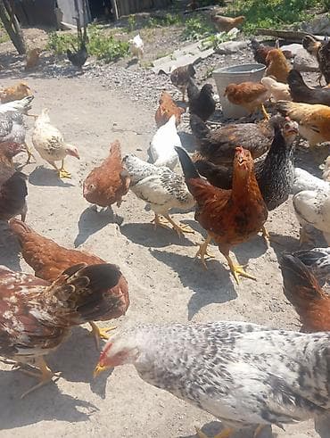 ucuz quşlar: Cücələr 6 7 aylıq 5 azn kəsməkdə olar saxlamaqda — 3