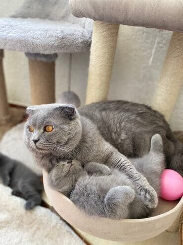 pişik şəkili: Şotland, Dişi, Erkək, Ünvandan götürmə — 1