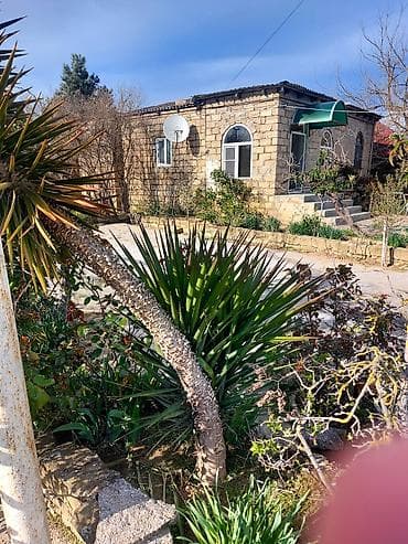 meyve agaci: Yucca ağacı palma kaktus – landşaft üçün dekorativ tropik bitki Unvan — 2