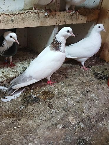 Göyərçinlər: Ebreş boyunlar cutdu 12 tukler baki quwlari ucuwu var Mor ag baw — 3