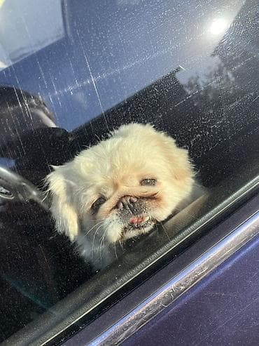barter it: Pekines — 2