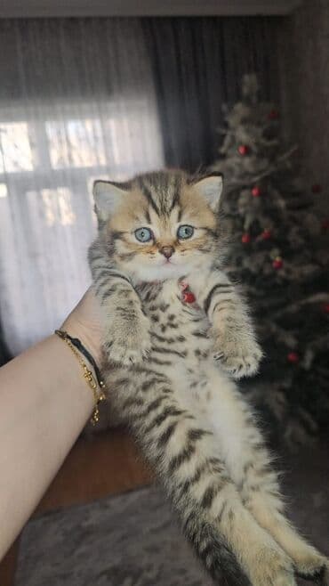 Ağ balaca pişik balası – mavi gözlü, tükləri yumşaq və sıx. Üzündə və