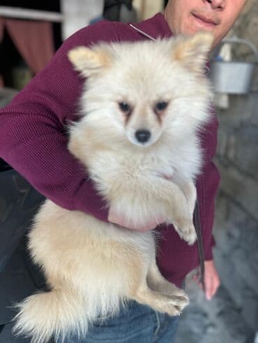 afcarka dişi: Şpitz, 1 il, Dişi, Peyvəndli, Ünvandan götürmə — 5