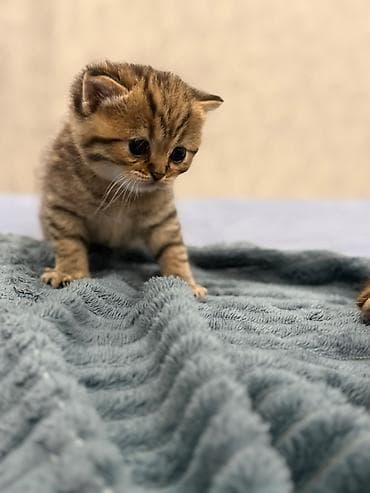 chinchilla kedi: Shotland və Gold Şinşilla qarışığı balalar - Yaş: 1 aylıq balalar - — 2