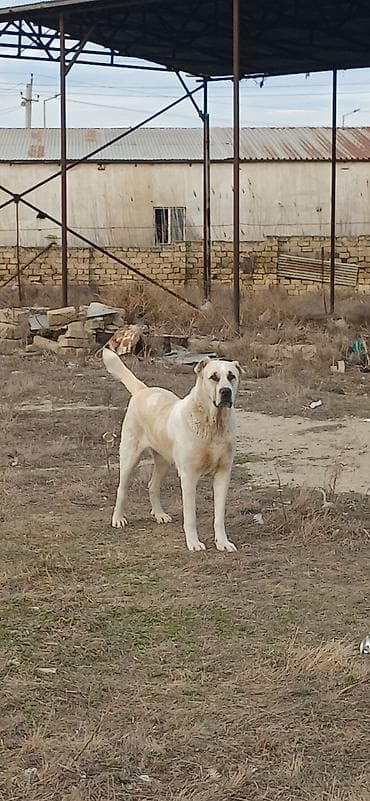 tap az pitbull: Qurdbasar, 2 il, Dişi, Peyvəndli, Ödənişli çatdırılma — 1