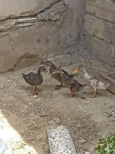 cücə damı: Toyuq cücələri, Damazlıq — 2