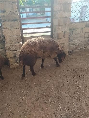 Erkək, Qala, il: 2, 100 kq, Damazlıq, Ətlik, Ünvandan götürmə — 3