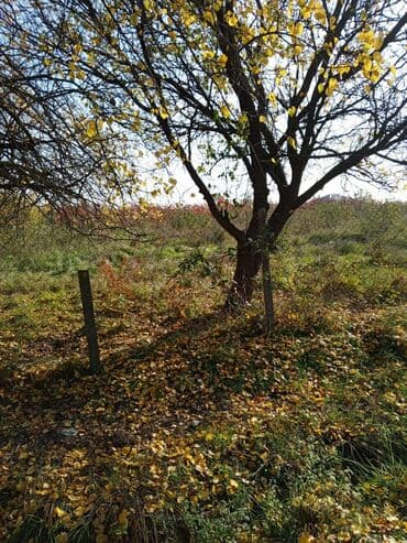 meronun arxasinda torpaq: 19 sot, Biznes üçün, Mülkiyyətçi, Bələdiyyə, Texniki pasport — 3