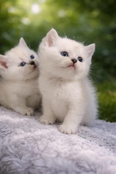 ən ucuz pişiklər: Britan, Yaxşı əllərə — 1