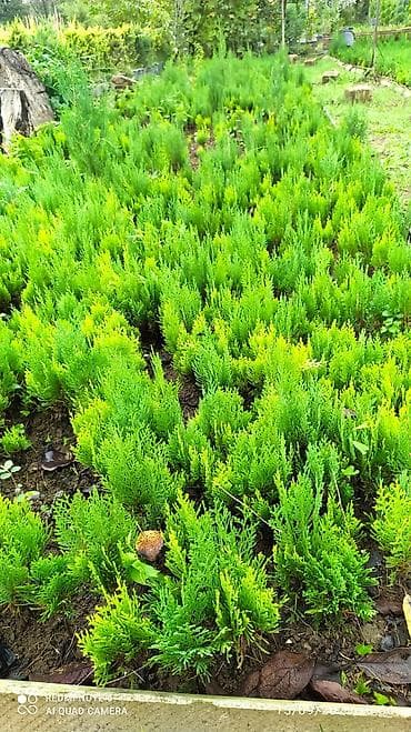 Kamsparis xırdaları satışda sifariş üçün əlaqə saxlaya bilərsiniz lalafo.az -da Kamsparis xırdaları satışda sifariş üçün əlaqə saxlaya bilərsiniz