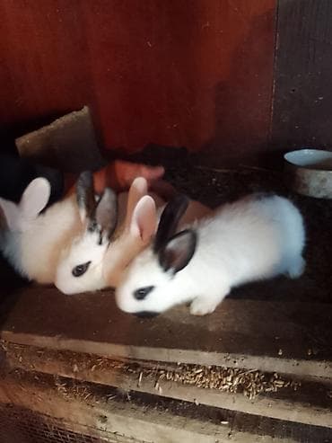 dovsanlar: Davşanlar satilir gencede bir dovşan 5azn — 2