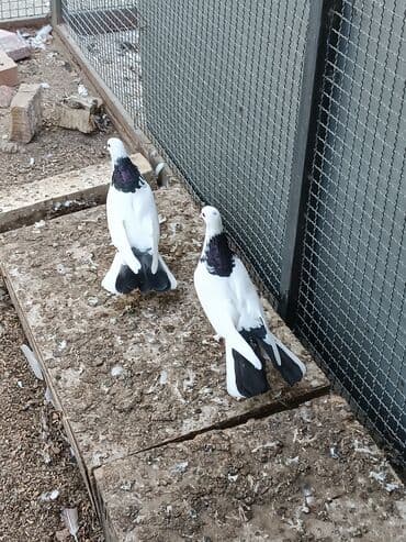 goyercin yuvasi satilir: Ikisidə erkəydi biri 45m — 4