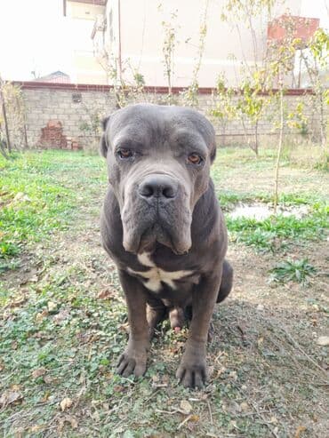 barter itlə: Kane-Korso, 1 il, Erkek — 2