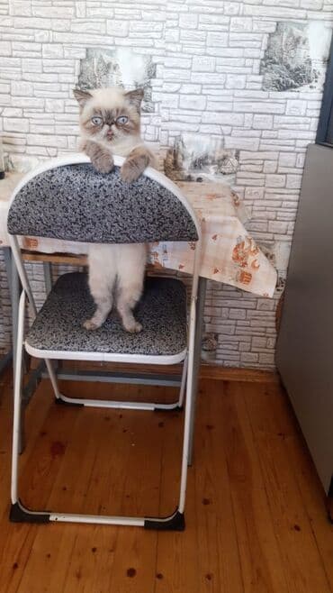 pişik pers: Ekzot, Erkək — 3