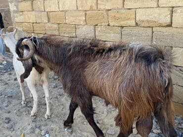 sanen keçi: Hələbdi safqan əsl saxlanmalı heyvandı, cavandı çox iri heyvandı başqa — 10