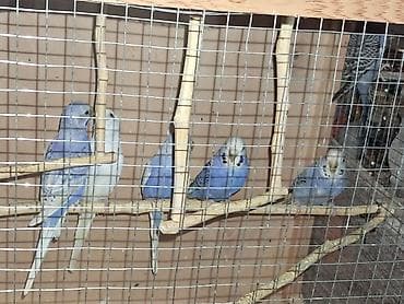 Balıqlar: Salam tutuquşular satılır 6 ədəd baladılar.Qəfəs su və yem qabı bir — 2