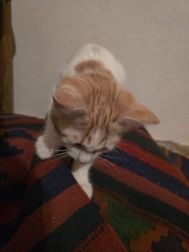 böyüməyən pişik: Yaxşı əllərə — 3