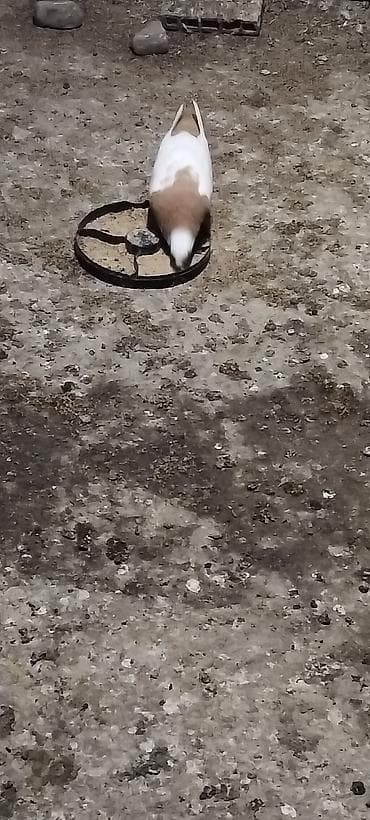 ev quş: Sari boyun desd sari quyrug burnu dimdikli kekil erkeydi qizğin bala — 2
