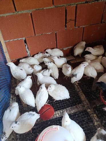 ağ pişik: Masallı. Salam Aləykum. Ağ Texas bildirçinlərinin yumurtası mövcuddur — 2