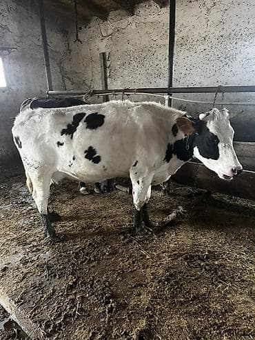 südlük inək cinsləri: Süd inəkləri– müxtəlif rəng çeşidləri (qara-ağ, qəhvəyi-ağ, tam qara) — 1