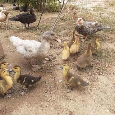 kayuqa ordək: Lal ördəklər macar sortu zümrüdü mirvari göy rəng balalarda satılır — 21