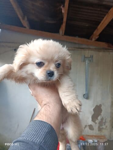 İtlər: Pekines — 4