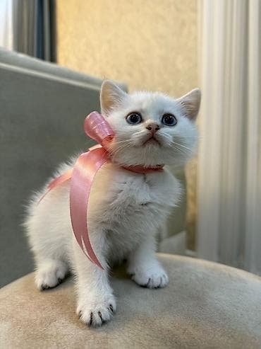 cuce yemi: Qızıl şinşilla — 6