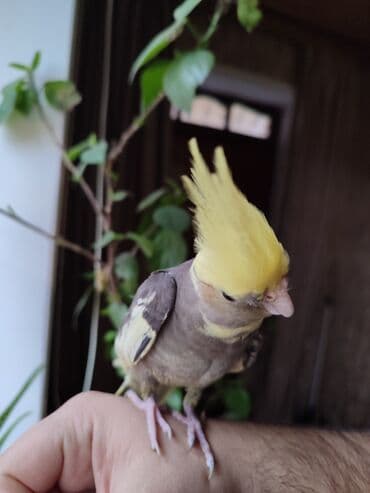 cuce ve xoruz temsili: Nimfa tutuquşu (Cockatiel) - Növ: Nimfa tutuquşu, xarak­terik sarı — 5