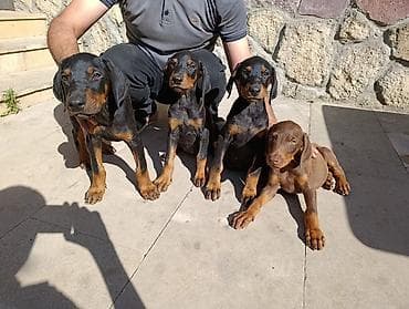 Doberman, Peyvəndli — 4