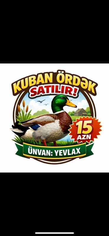 Qidalandırıcılar: Etlik ordek — 1