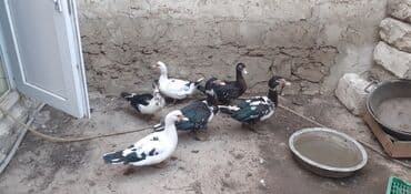 Diri ceki erkey ordek satilir 2 dene diri 11 manatdan cidi insanlar lalafo.az -da Diri ceki erkey ordek satilir 2 dene diri 11 manatdan cidi insanlar