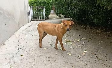 it satishi: 1 il, Erkek, Ünvandan götürmə — 2