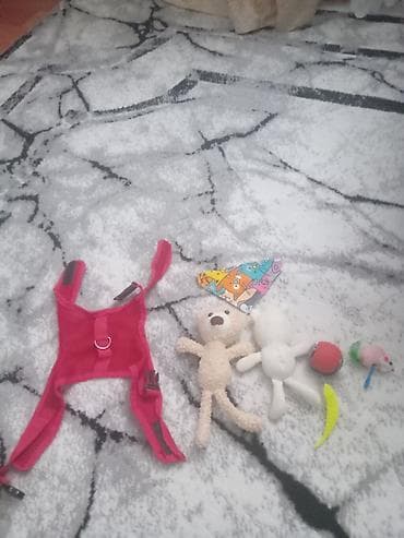 ucuz pişik: Britan, Erkək — 6