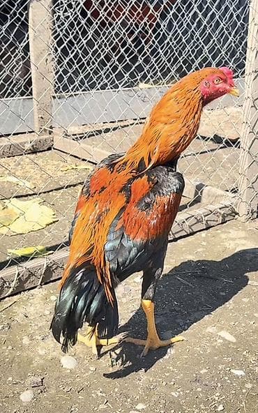 Xüsusi cins xoruz real alıcı yazsın endirim var - Rəng: parlaq