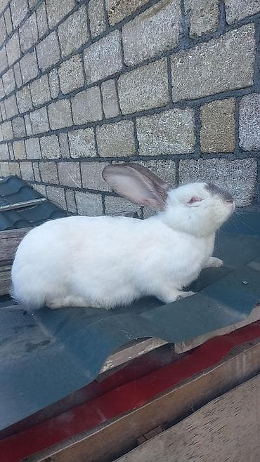 dovşan şəkli: Ağ albinos dovşan balaları – dekorativ və təsərrüfat üçün.1 ayliq — 3