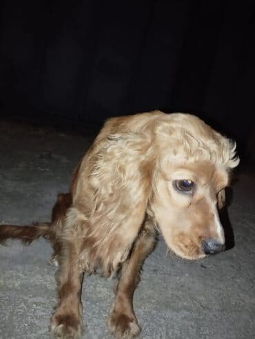 lelekli heyvanlar: Koker spaniyel, 10 ay, Dişi, Ünvandan götürmə — 3