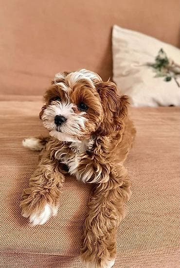 Cavaro sort ev iti rasiyadan getirilib seneti car iyneleri vurulub.dil