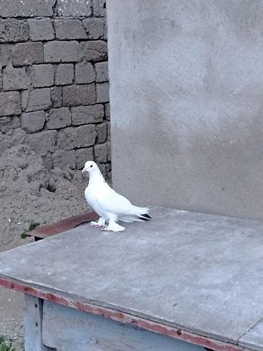 göyerçinler: Tutulma mayadi oynagdi ağ rəngdə, ayaqları tüklü göyərçin - Rəng — 2