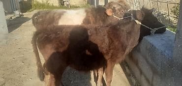 it satisi balaca: Dana, buzov, Erkək, ay: 1, 100 kq, Ətlik, Ünvandan götürmə, Ödənişli çatdırılma — 2