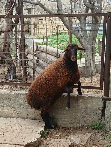 Qoyunlar, qoçlar: Temiz qızıllaglı 5 ay23 gunlukdu isdiyen olsa anası ile bır yerdede — 6
