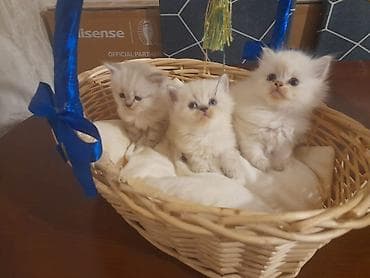 qax heyvanlar: Yaxşı əllərə — 2