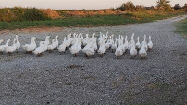 ozturkler qaz: Ağ qaz sürüsü - Növ: ev qazı (ağ rəngli) - Say: böyük sürü — 4